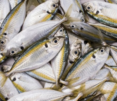 Yellow stripe trevally ( SALAY SALAY ) 400g